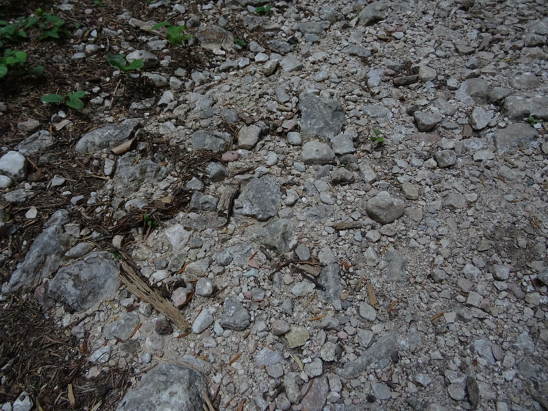 da trovare....e da determinare (cfr: Alcis repandata)